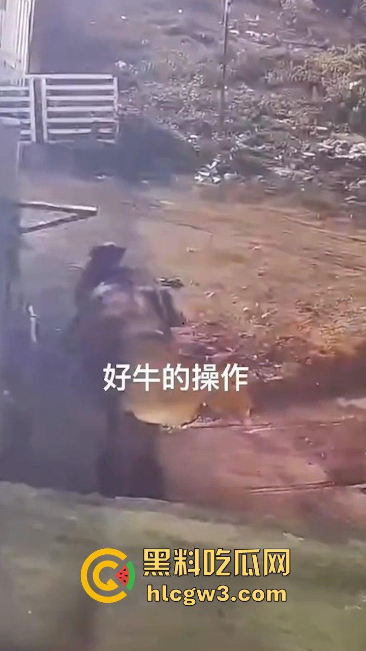 真实操兽：饥渴小哥不吹牛逼操牛逼 拔屌暴插大母牛 省钱免费逼还大 论狠人你是第一人！-4